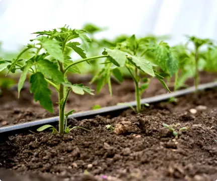 تولید نوار آبیاری